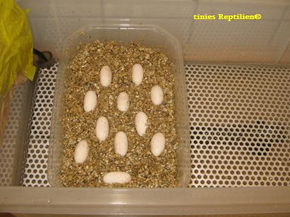 11 Eier in Inkubationsschale