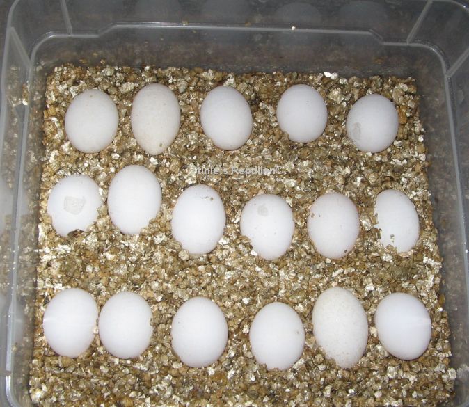 Eier  in der Hälfte der Inkubationszeit