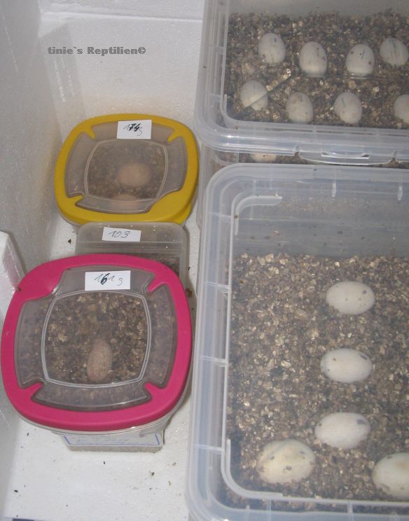 Inkubator befllt mit verschd.Reptilieneiern