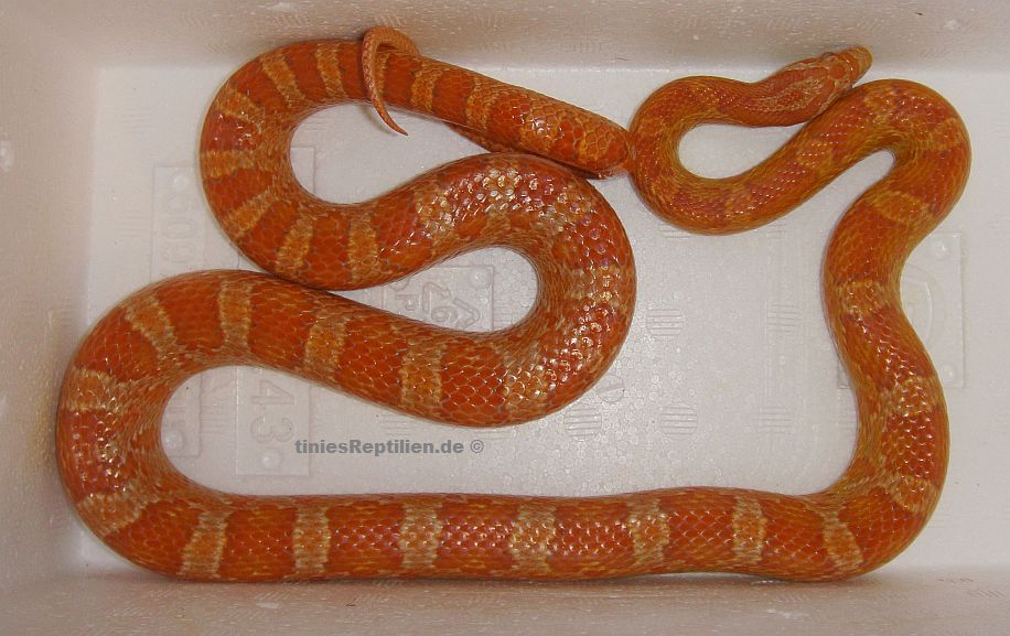 VATER - Ultramel het.anery Bloodred DNZ