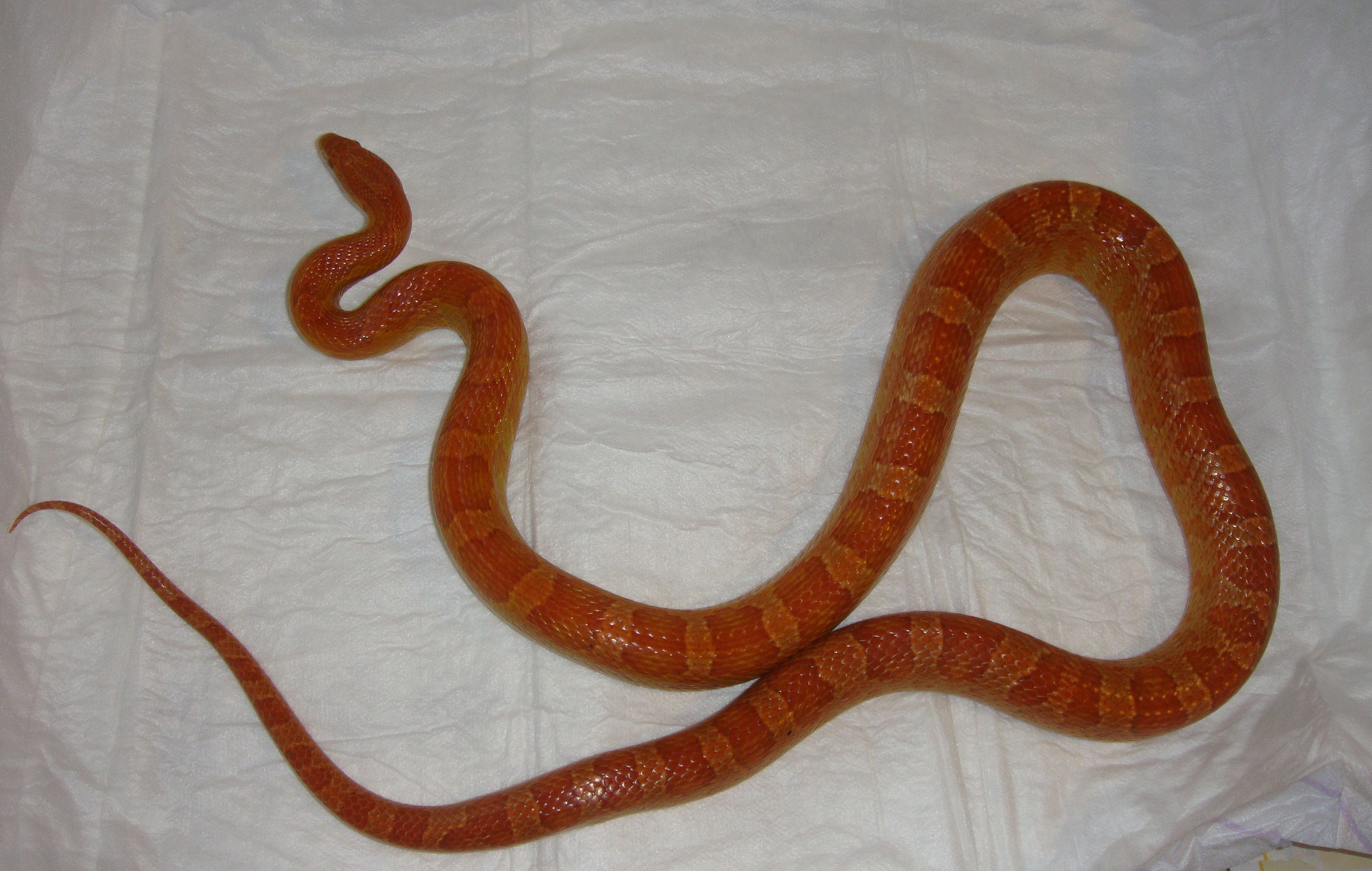 MUTTER - Ultramel het.anery Bloodred DNZ