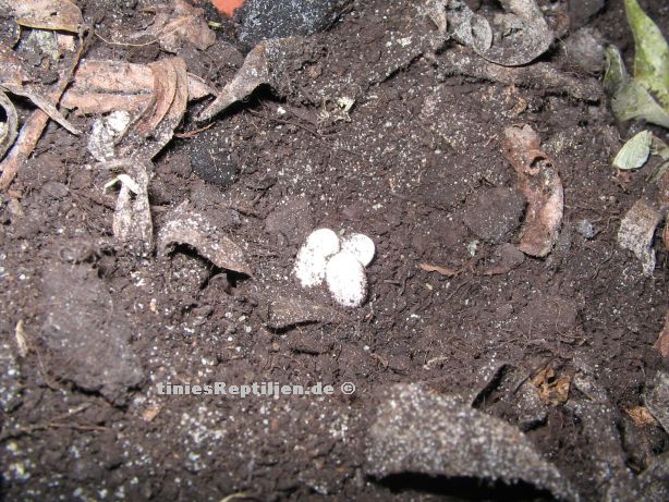 Eier der R.brevicaudatus
