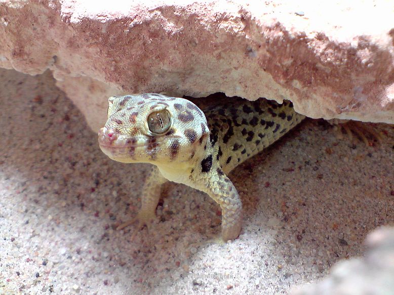 2-Clyde