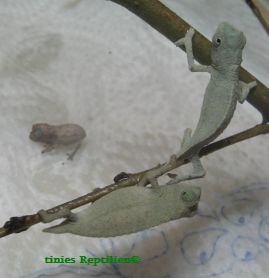 Stummel gro und klein