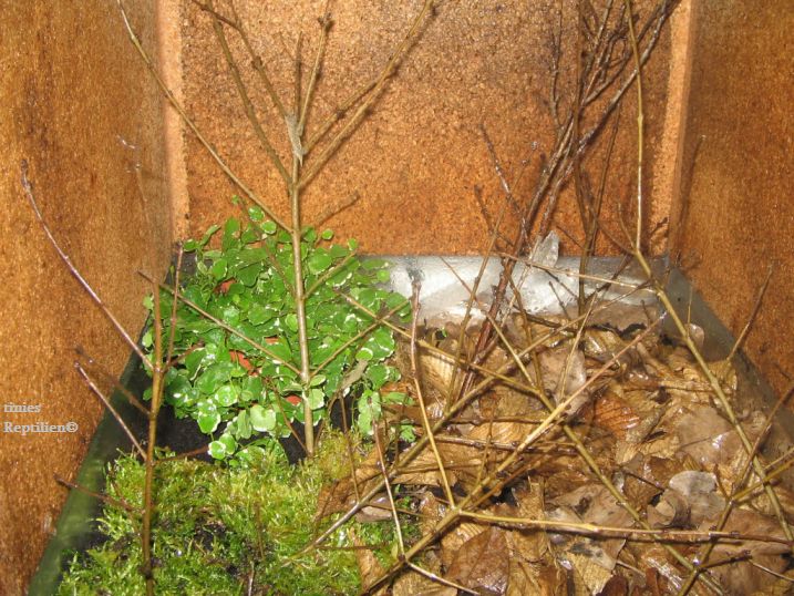 Aufzuchtterrarium der Brevicaudatus