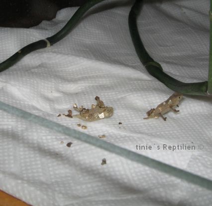 Brevicaudatus frische Schlpflilnge