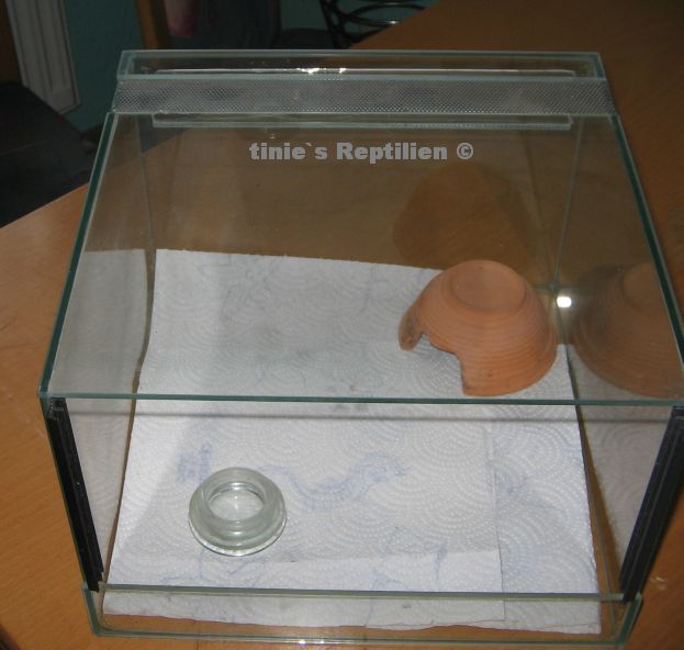 Aufzuchtsterrarium