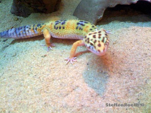 HighYellow