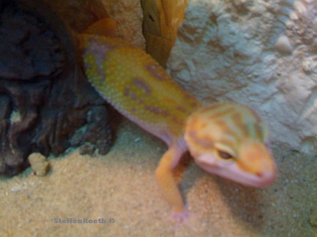 Hoehle_Tremper
