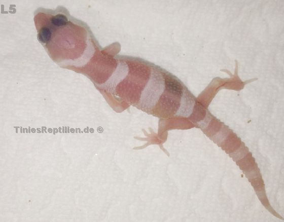 Tremper albino/ 27.05.13