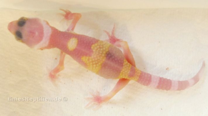 Tremper albino/ 29.05.13