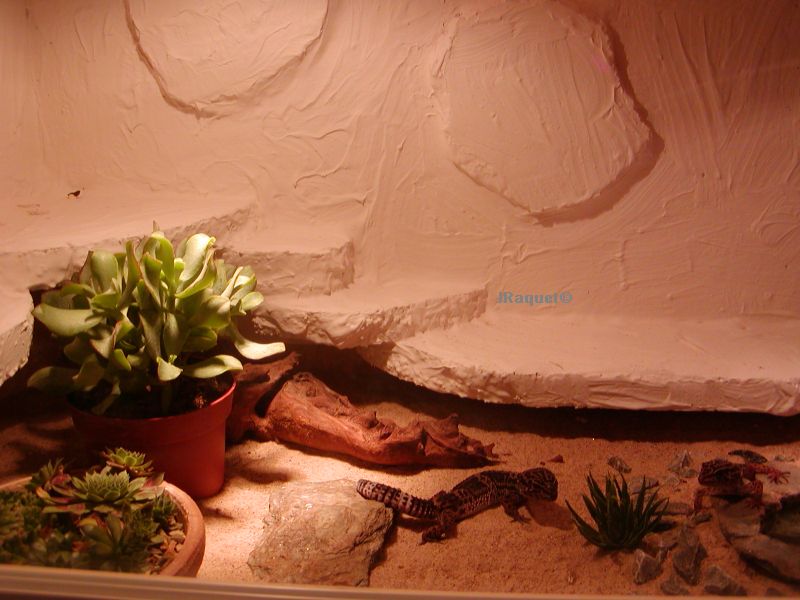 Leo_imTerrarium