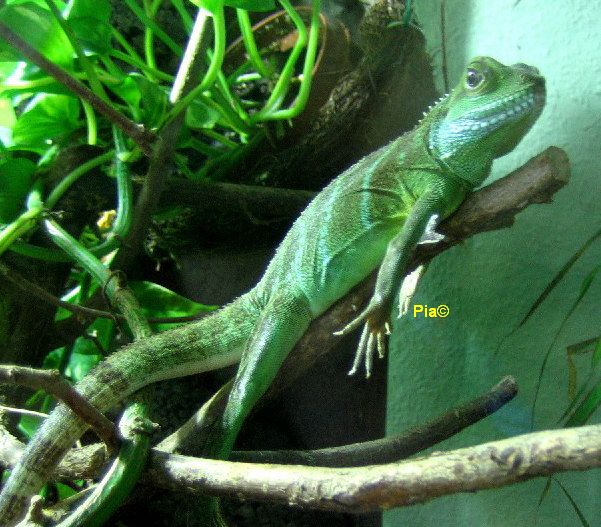 Wasseragame beim Relaxen