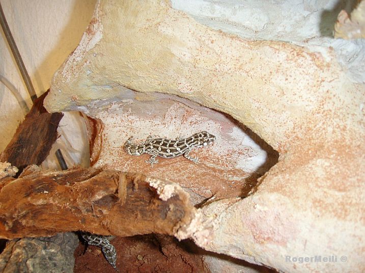 Ruebenschwanzgeckos
