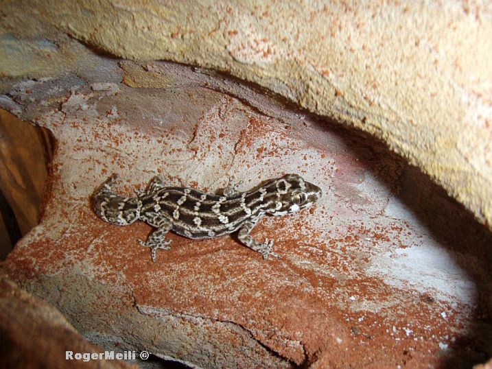 RuebenschwanzgeckosI