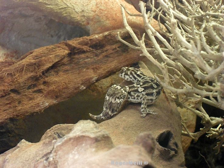 RuebenschwanzgeckosII