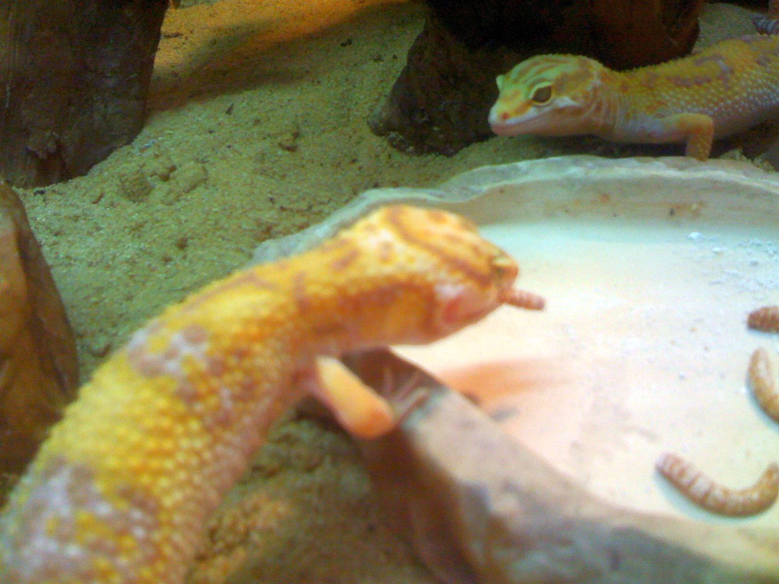 TremperAlbino