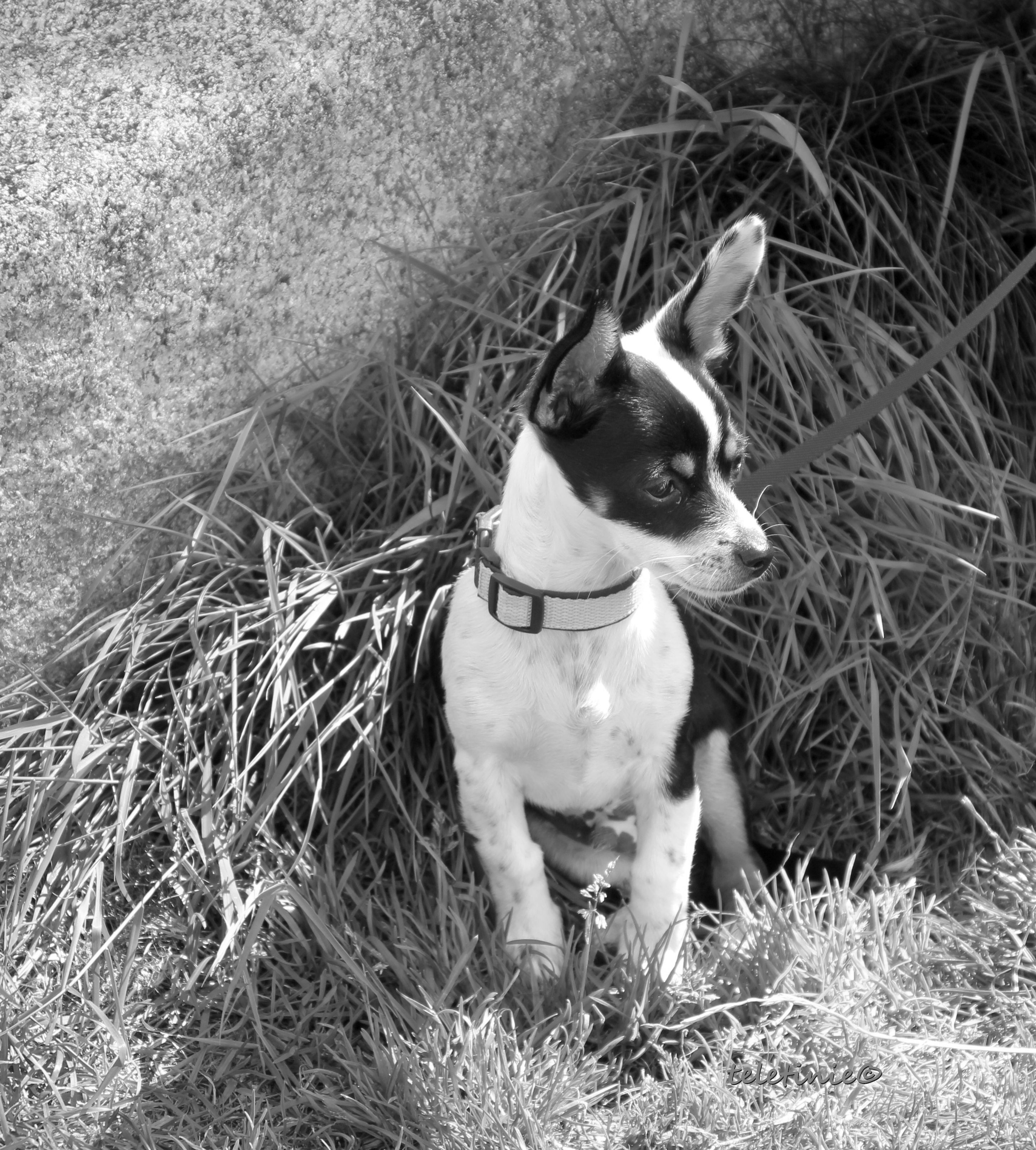 Willi-SW-3Mon