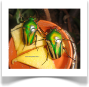 1,1-Eudicella woermanni