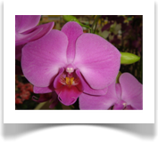 Phaleanopsis 
