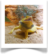 Pogona vitticeps citrus