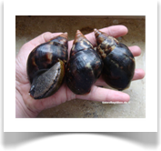 3 juvenile Achatschnecken Achatina fulica
