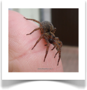 Spinne... in der Natur entdeckt
