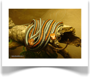 San-Francisco-Strumpfbandnattern juvenil (T.s.tetrataenia)