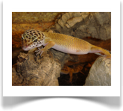 Leopardgecko (Eublepharis macularius) Tangerine