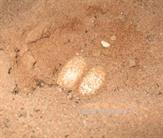 frisch abgelegte Leopardgecko-Eier