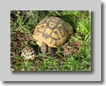 2GriechLandschildkroete-vk