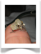 Rieppeleon brevicaudatus (Baby- Stummelschwanzchamleon) auf Finger