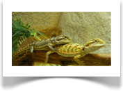Bartagamen(P.vitticeps) -Jungtiere