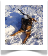 Benni- im Schnee (Schferhundmix)