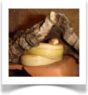 Kornnatter Butter motley (Pantherophis guttatus)
