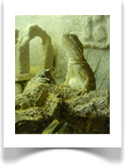 Zwergbartagame( Pogona henrylawsoni) - trchtig oder dick ?