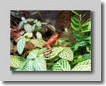 Frosch-rot-Reimer-vk