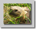 GriechLandschildkroete-vk