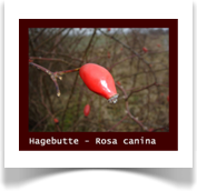 Hagebutte