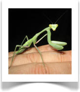 Hierodula membranacea