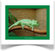 Jemenchamaeleon Jungtier