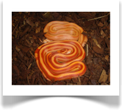 1,1 Kornnattern amel striped