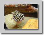 Leopardgecko von Anne Grttner