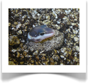 Leopardgecko Schlupf