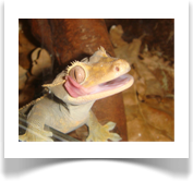 Rhacodactylus ciliatus- neukaledon.Kronengecko