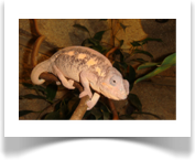 juveniles Pantherchamleon-Weibchen (Furcifer pardalis)