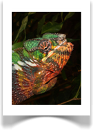 Pantherchamleon - Furcifer pardalis