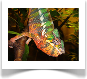 adultes Pantherchamleon Mnnchen (Furcifer pardalis)