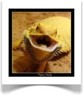 Pogona viitticeps citrus