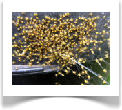 Spinnenbabys